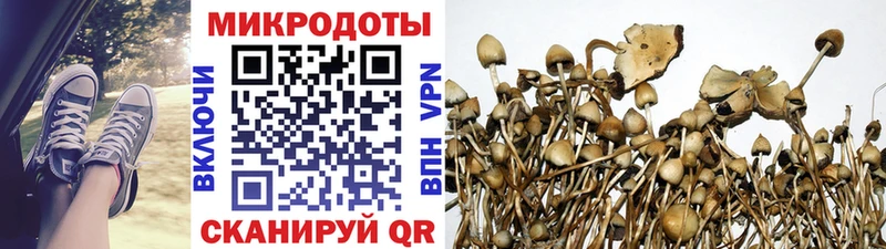 дарнет шоп  Алушта  Псилоцибиновые грибы Psilocybe 